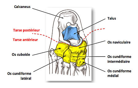 anatomie-ost-ologie